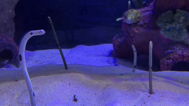 Close View Spotted Garden Eels Aquarium — Stock Video
