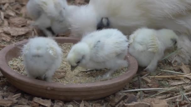 Closeup White Silkie Hen Chicks Eating Grains — Stock Video