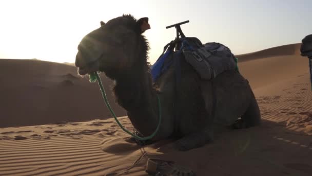 Detailní Pohled Krásného Velblouda Poušti Sahara Při Západu Slunce Merzouga — Stock video