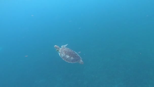 カリブ海の水の下のウミガメの閉鎖 — ストック動画