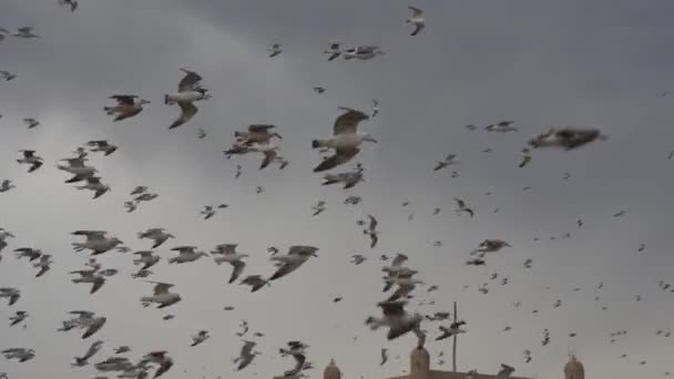 Μια Κοντινή Άποψη Των Γλάρων Που Πετούν Στον Αέρα Essaouira — Αρχείο Βίντεο