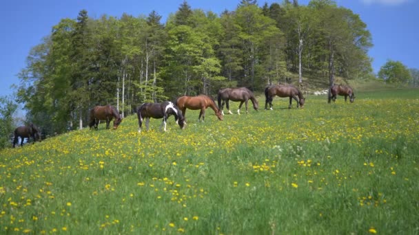 Den Vackra Utsikten Över Grupp Hästar Som Betar Den Gröna — Stockvideo