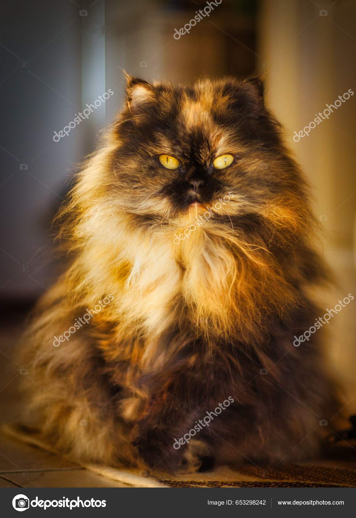Vertikal Närbild Lurvig Färgglad Katt Med Glödande Ögon — Stockfotografi ©  wirestock_creators #653298242