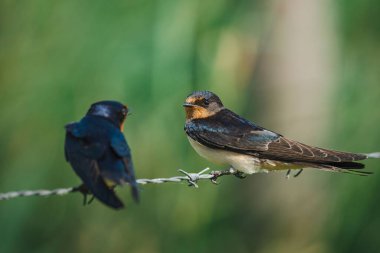 Kırlangıçların seçici odak noktası Norfolk sahilindeki yeşil çimenlik bir kabloya tünemiş.