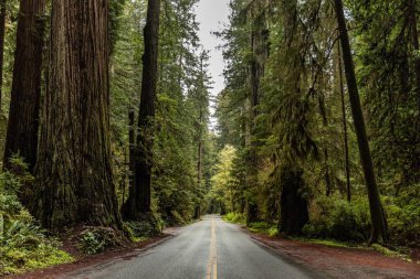 Kaliforniya 'daki Redwood Ulusal ve State Park' ta yemyeşil ağaçlarla çevrili asfalt bir yol.