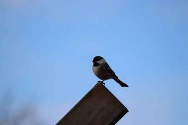 Mavi gökyüzüne karşı Carolina Chickadee 'nin (Poecile carolinensis) seçici odak çekimi