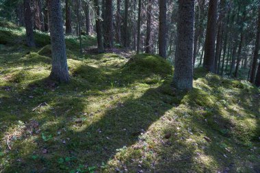 Yoğun ağaçlarla çevrili bir orman yolu.