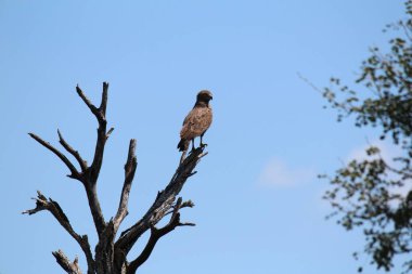 Gündüz vakti bir ağaç dalına tüneyen kahverengi yılan kartalının (Circaetus cinereus) seçici bir odağı