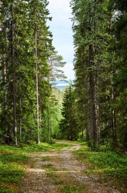 Uzun ağaçlı yeşil bir ormanın dikey görüntüsü.
