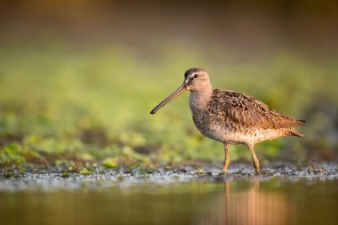 Kıyıda avlanan kısa gagalı bir Dowitcher.