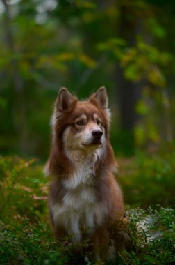 İskandinav ormanında oturan bir Fin Lapphund 'unun dikey çekimi