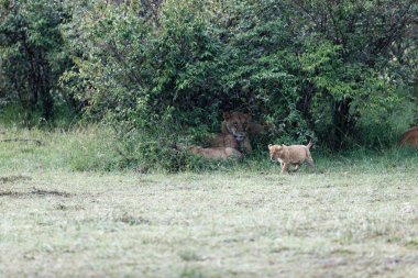 Kenya, Masai Mara 'da yeşil çalıların arasında yürüyen bir aslan yavrusu.