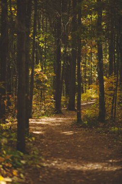 Ontario, Kanada 'da güzel bir ormanın dikey çekimi.