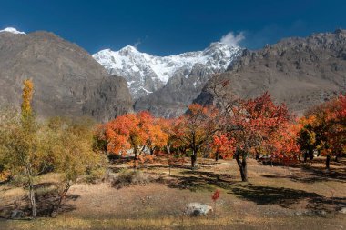 Pakistan, Hunza 'da karla kaplı dağları olan sonbahar ağaçlarının manzarası.