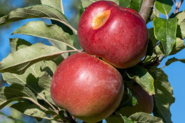 Bahçede yetişen kırmızı elmaların yakın plan çekimi.