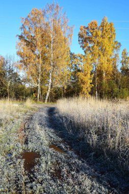 Yoğun ağaçlar ve çalılarla çevrili bir orman.
