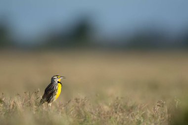 Güneşli bir günde tarlakuşunun tarlakuşu tarlaya tünedi.