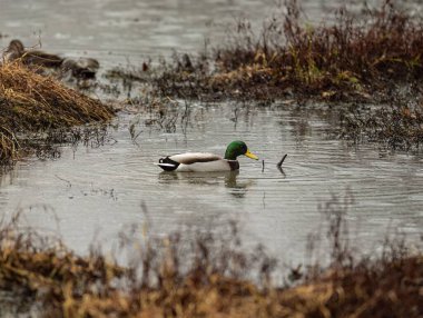Gölde yüzen yaban ördeği (Anas platyrhynchos)