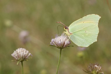 Kleopatra Kelebeği 'nin seçici odak noktası (Gonepteryx Kleopatra)