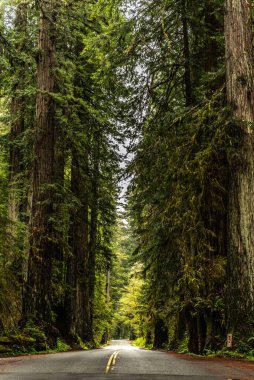 Kaliforniya 'daki Redwood Ulusal ve State Park' ta yemyeşil ağaçlarla çevrili asfalt bir yol.