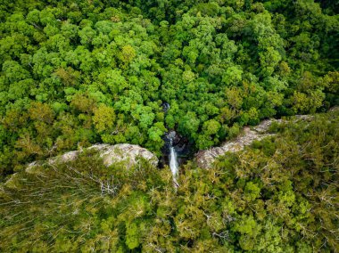 Gökkuşağı Şelalesinin yeşil ağaçlarla çevrili hava manzarası. Springbrook, Queensland, Avustralya.