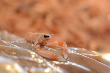 Turuncu Norveç ıstakozunun akvaryumdaki yakın çekimi.