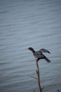 Sudaki ahşap bir sopaya tünemiş karabatak kuşunun dikey görüntüsü..
