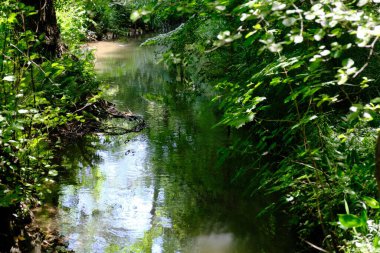 Almanya 'da Augsburg Botanik Bahçesi' nde güzel bir nehir manzarası.