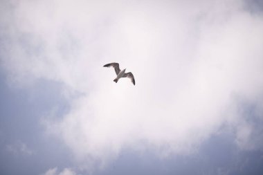 Bulutlu mavi gökyüzüne doğru uçan bir martı.
