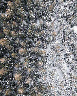 Çek Cumhuriyeti 'nin Beskydy dağlarında kışın karla kaplı bir çam ormanının hava manzarası