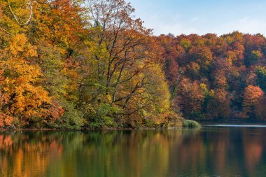 Bir gölün kıyısındaki sonbahar ormanının güzel manzarası.