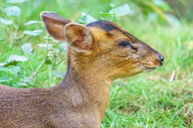 Gündüz vakti doğada sevimli kahverengi bir Munçak geyiğinin yakın çekimi.