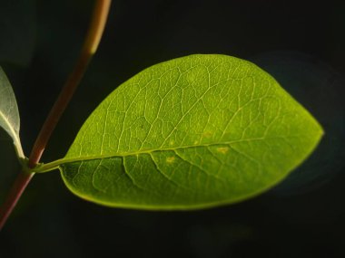 Siyah arkaplanda yaprağın yakın çekimi