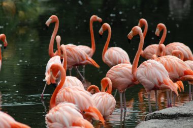 Tropikal parktaki gölde büyük bir egzotik pembe flamingo sürüsü.