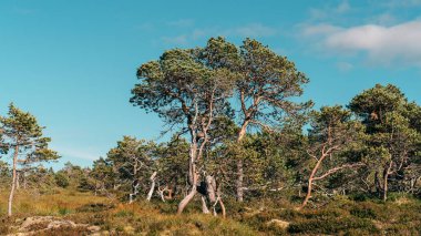 Güneşli bir günde mavi bir arka planda parkın içinde büyüyen egzotik ağaçların manzarası.