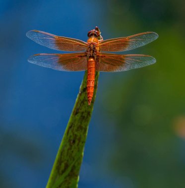 Güneş ışığının altındaki bir tarlada yaprağın üzerinde alev saçan bir yusufçuğun yakın çekimi.