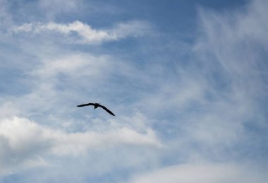 Mavi gökyüzünde uçan bir kuş