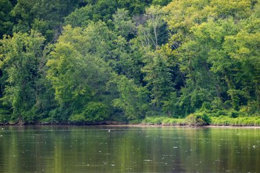 Maryland, ABD 'deki Anacostia Nehri ve yoğun yeşil ormanın güzel bir görüntüsü.