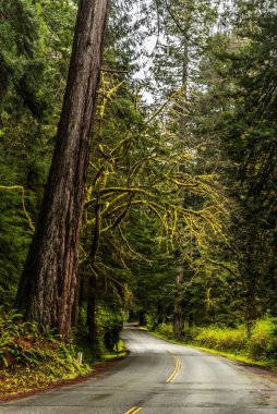 Kaliforniya 'daki Redwood Ulusal ve State Park' ta yemyeşil ağaçlarla çevrili asfalt bir yol.