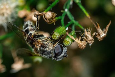 Bir Eumerus Cenazesi 'nin makro çekimi bir çiçeğin üzerinde uçar.