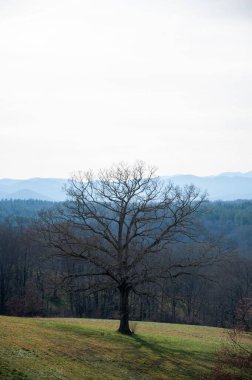 Sahadaki bir ağacın dikey görüntüsü.