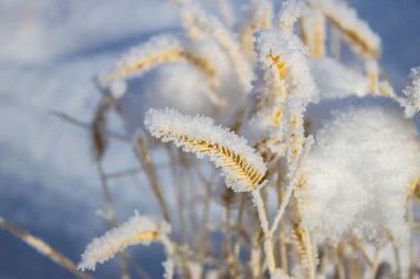 Kışın tarlada karla kaplı sarı çimenlerin yakın çekimi.