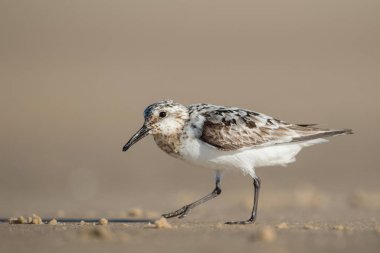 Kıyıda avlanan kısa gagalı bir Dowitcher.