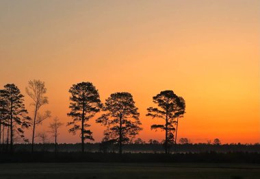 Sabahın erken saatlerinde tarlaların üzerinde büyüleyici bir güneş doğumu ve sis manzarası.