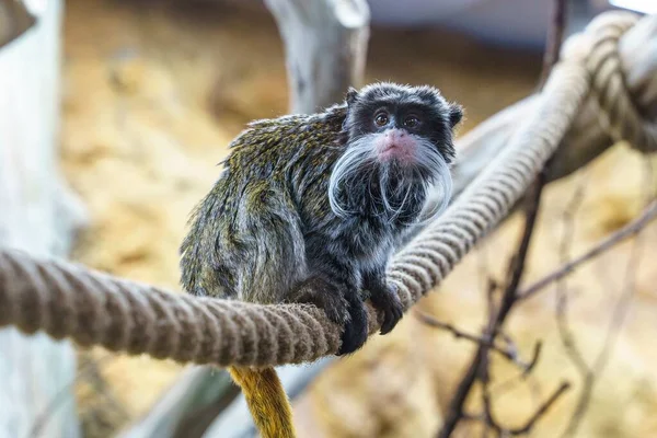 Closeup Cute Funny Emperor Tamarin Monkey Sitting Rope — Stock Photo, Image
