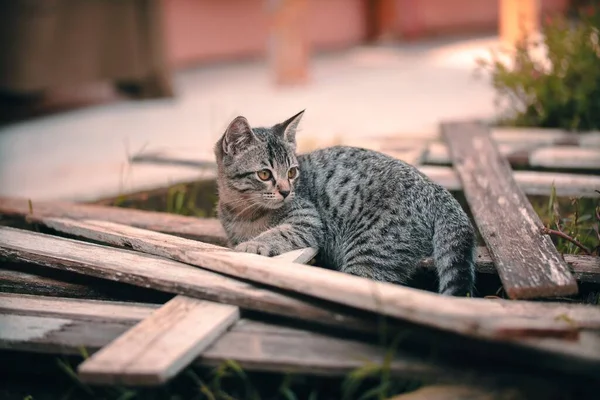 Eine Flache Fokusaufnahme Einer Entzückenden Katze Auf Holzplatten Garten — Stockfoto