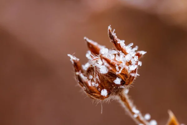 Selective Focus Frozen Seed Heads Snowflakes Blurred Background — Stock Photo, Image