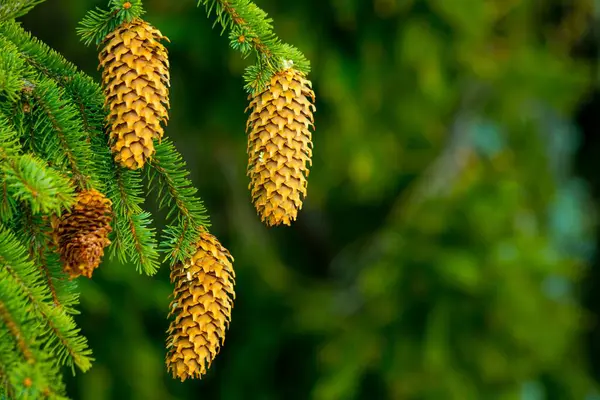 Closeup Dos Cones Crescentes Conifer Árvore Evergreen Floresta — Fotografia de Stock