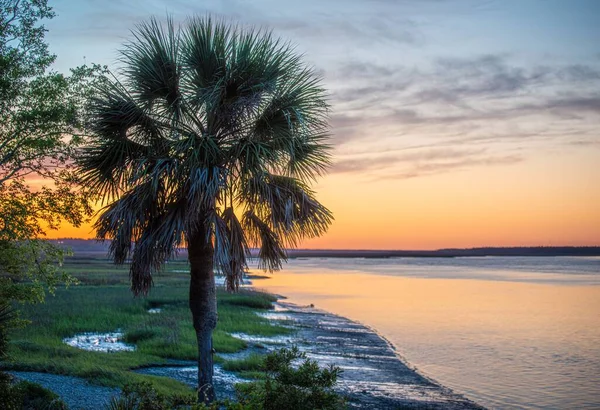 Μια Όμορφη Φωτογραφία Από Ένα Δέντρο Palmetto Κοντά Στην Ακτή — Φωτογραφία Αρχείου