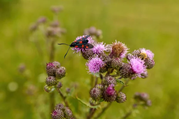 Красивая Пятнистая Бабочка Пятнами Цветочных Растениях Фоне Размытости — стоковое фото